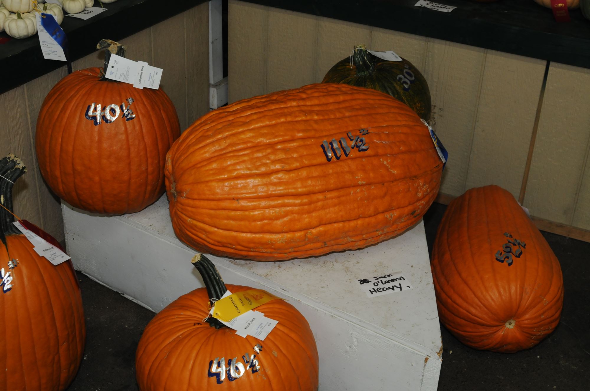 2022 Canfield Fair Photos