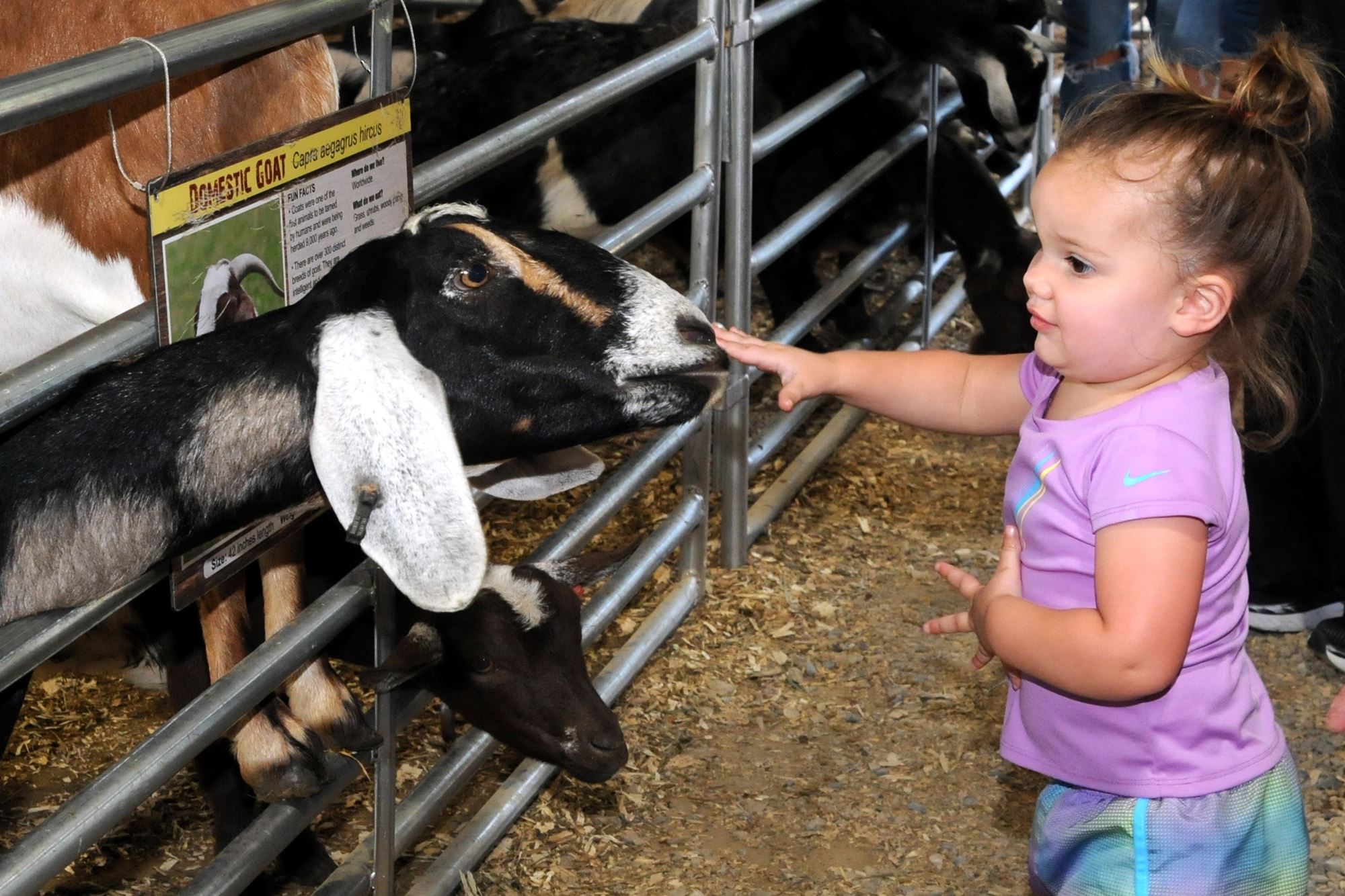 2023 Canfield Fair Photos