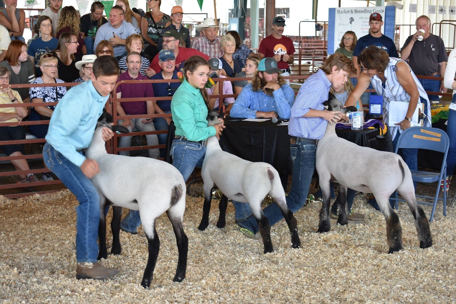 4H and FFA Sheep Show