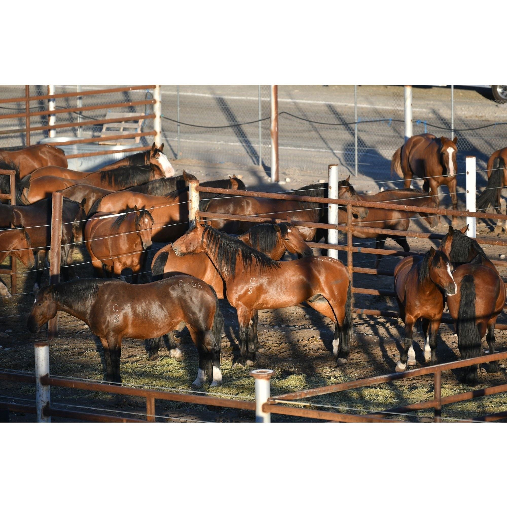 Stock Contractor Calgary Stampede