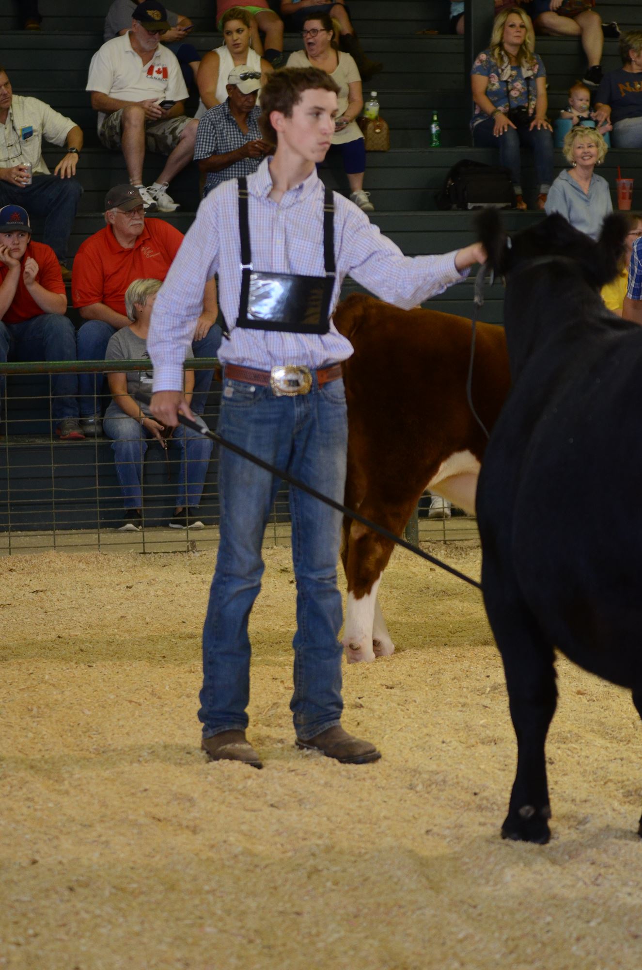 Commercial Heifer Show, Combined Breed Showmanship and Steer Show