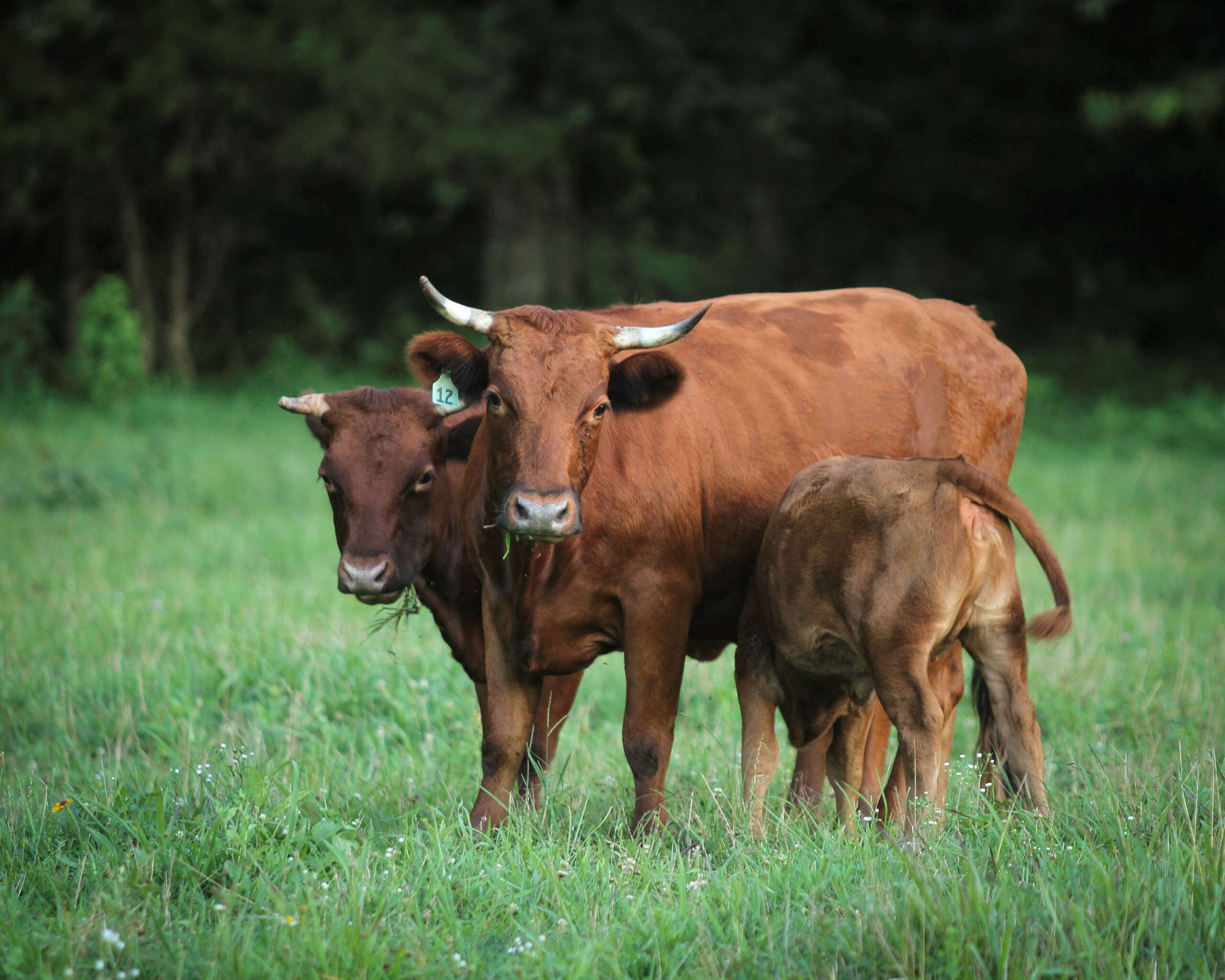 CSF Dexter Cattle Show