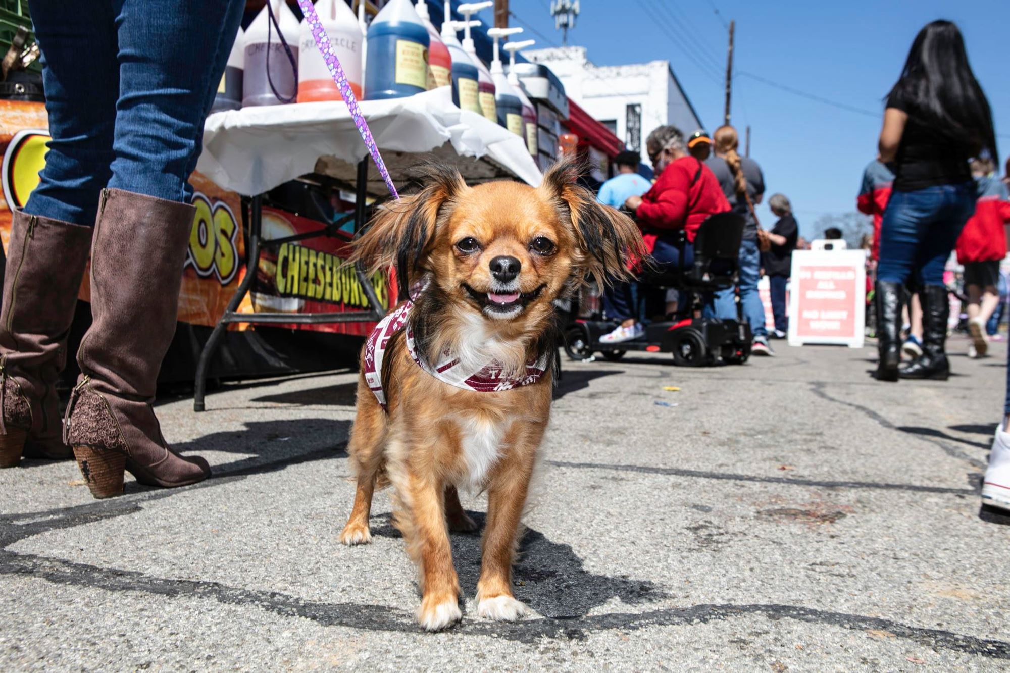 are dogs allowed at the dogwood festival