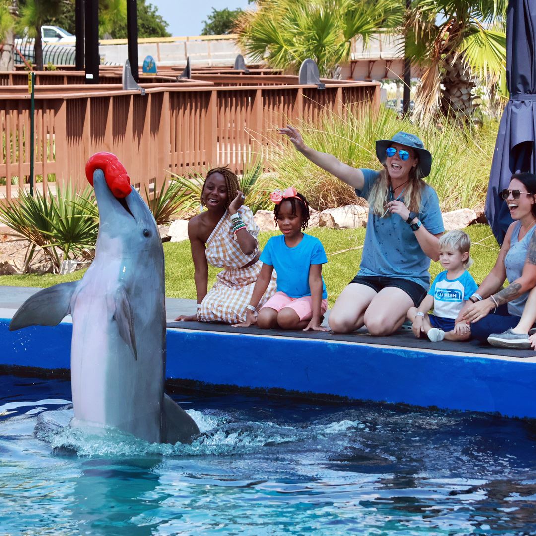 Atlantic Bottlenose Dolphins