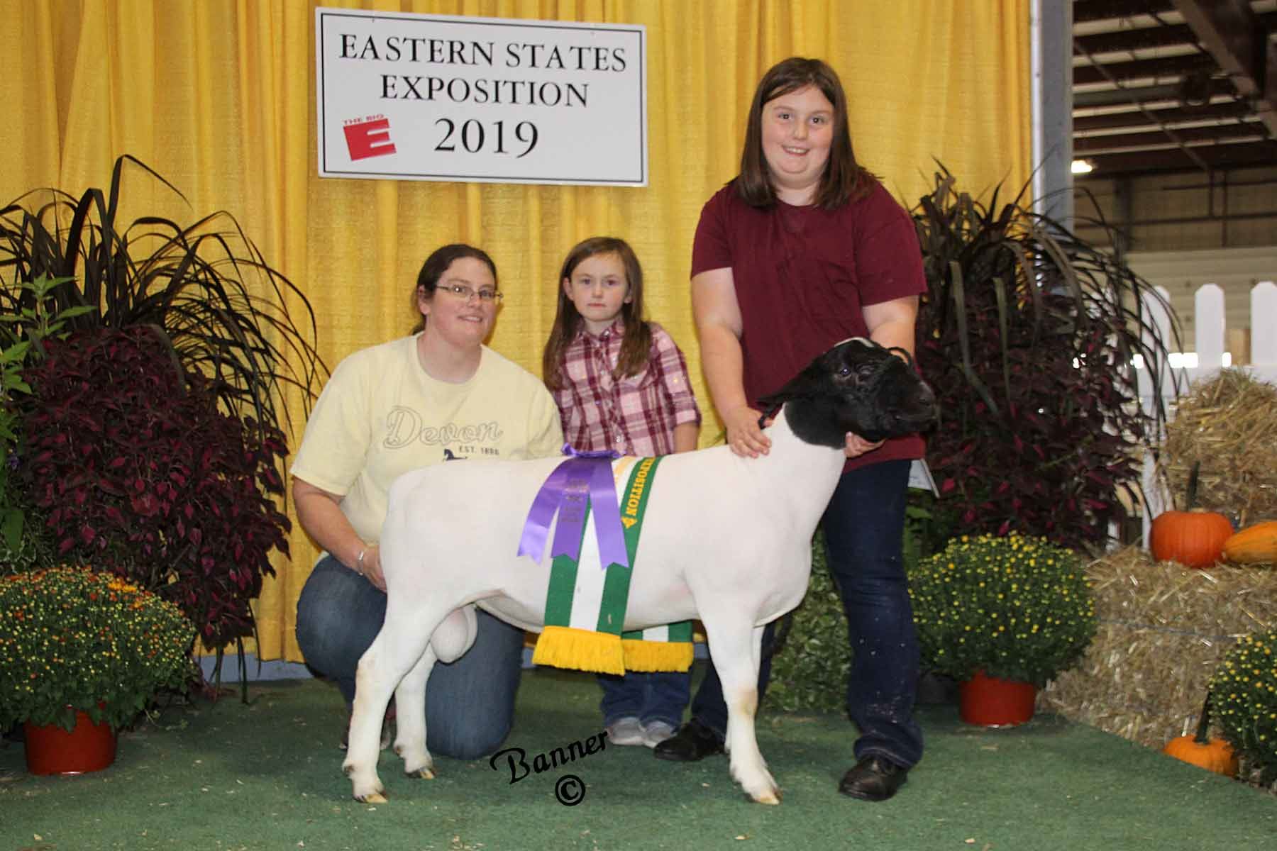 2019-sheep-show-photos-week-1