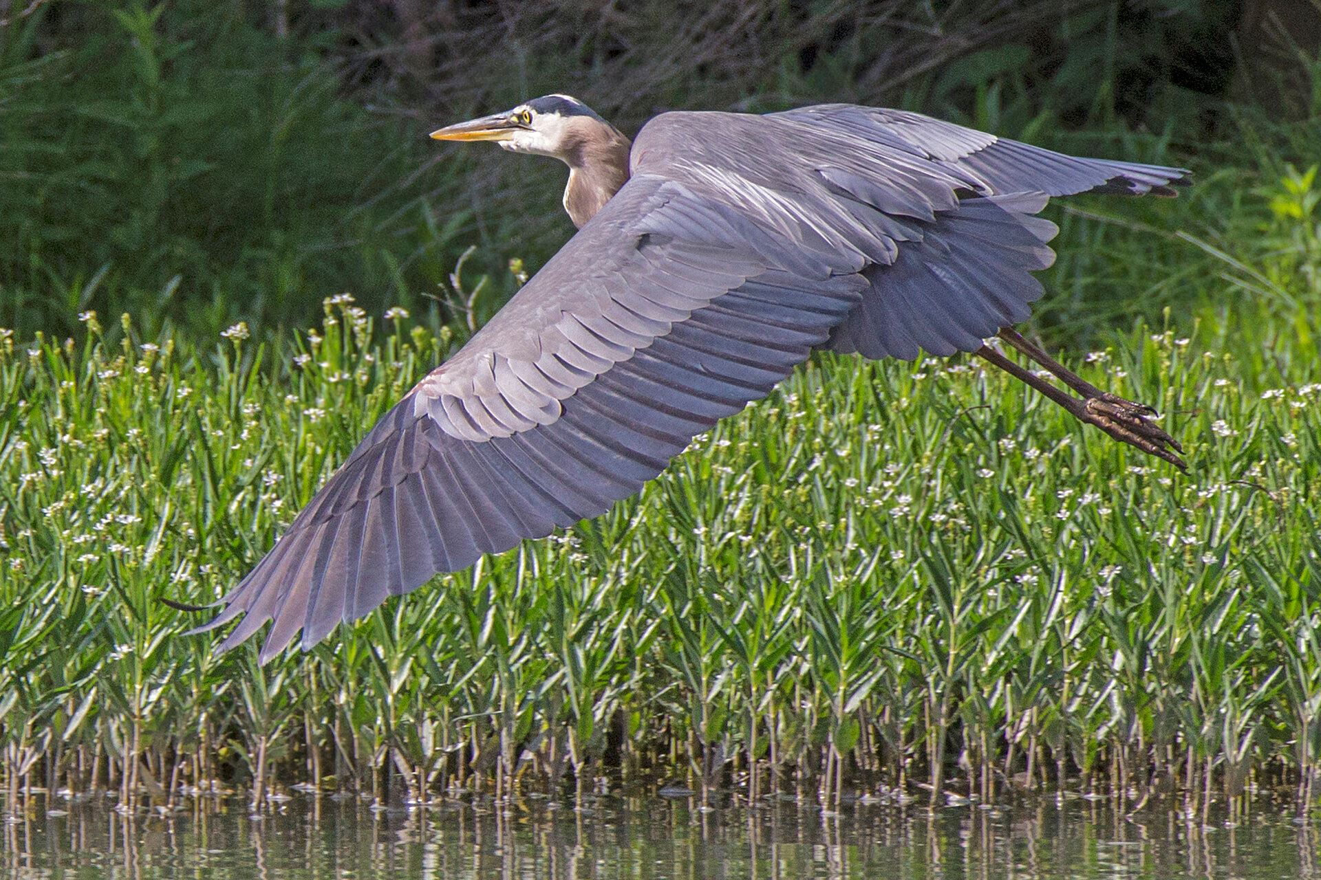 4 Birding Hot Spots in Kerrville, Texas | Kerrville CVB