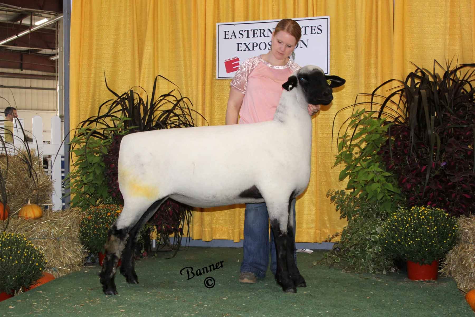 2019-sheep-show-photos-week-1