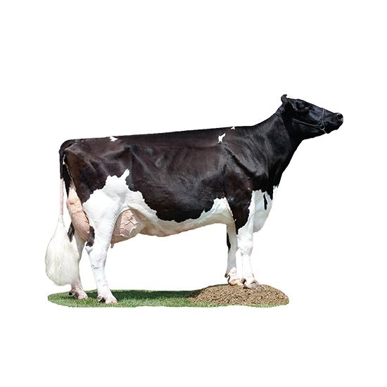 Holstein