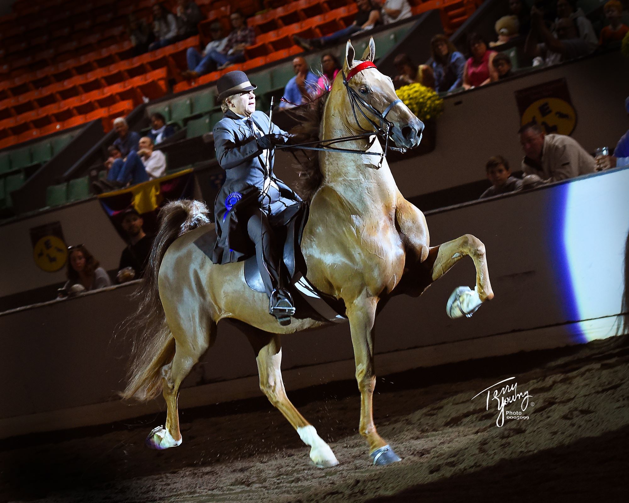 Saddlehorse Show