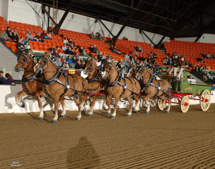 Draft Horse Show