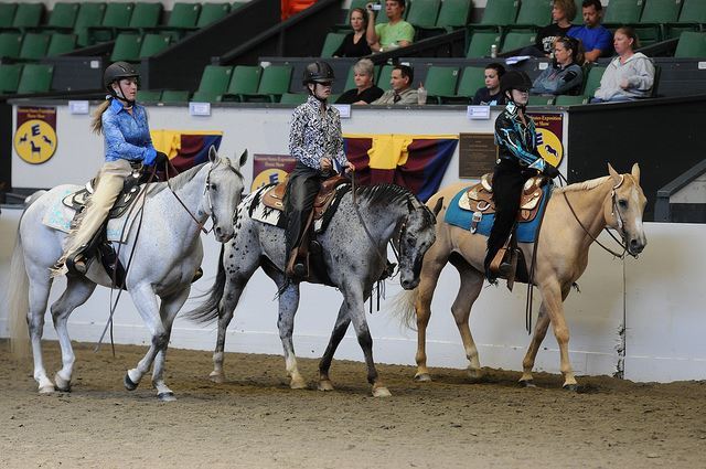 4-H Horse Show