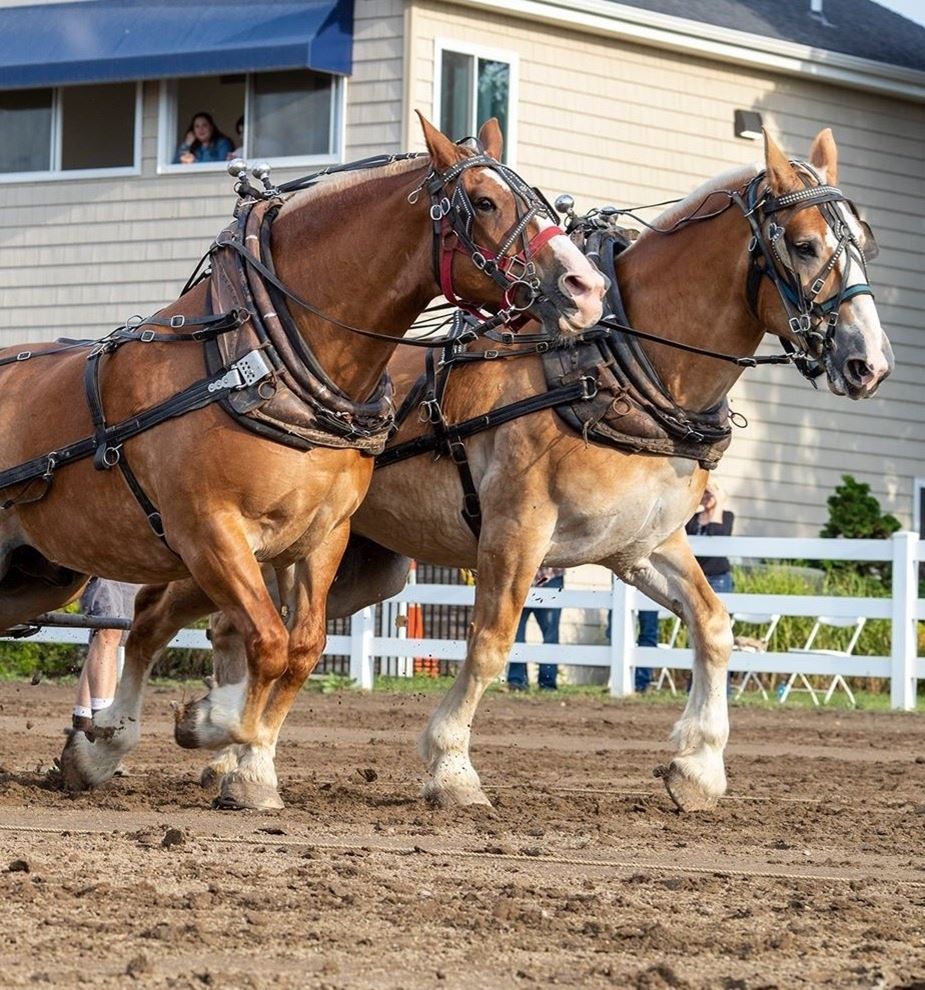 Two light brown horses