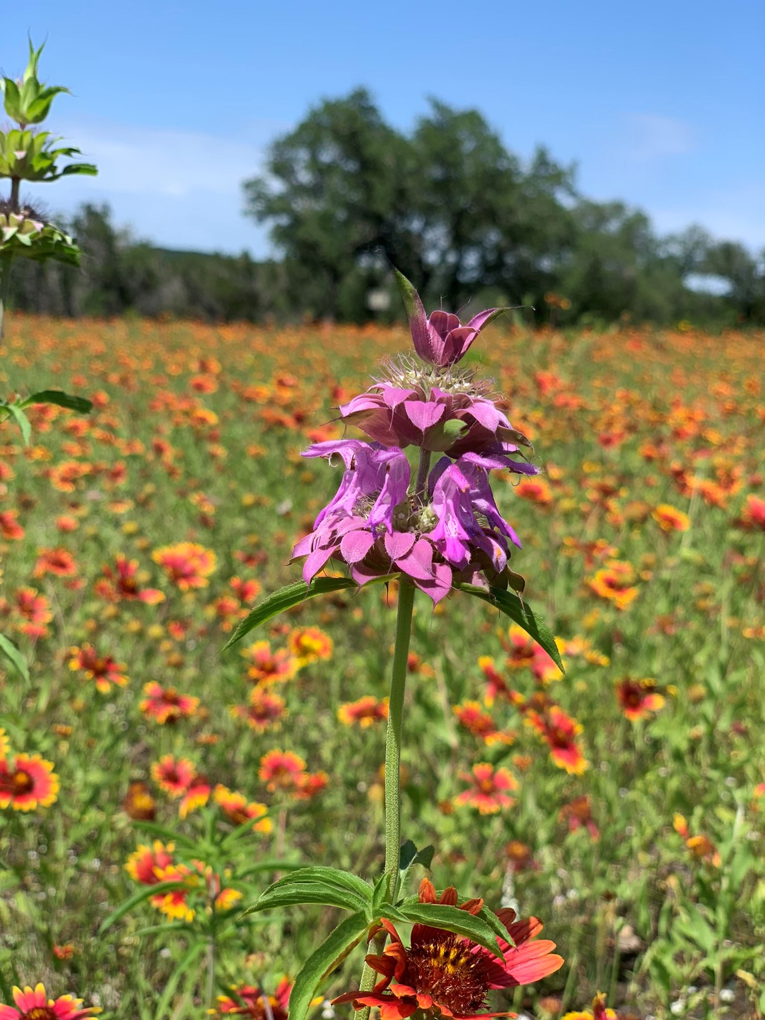 Discover The Best Wildflowers In The Texas Hill Country In Dripping Springs Tx