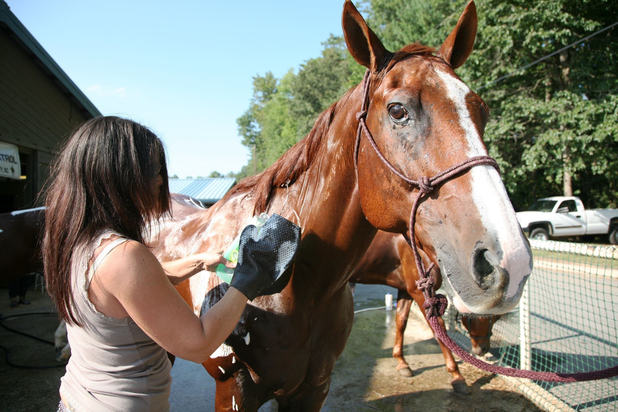 Horses