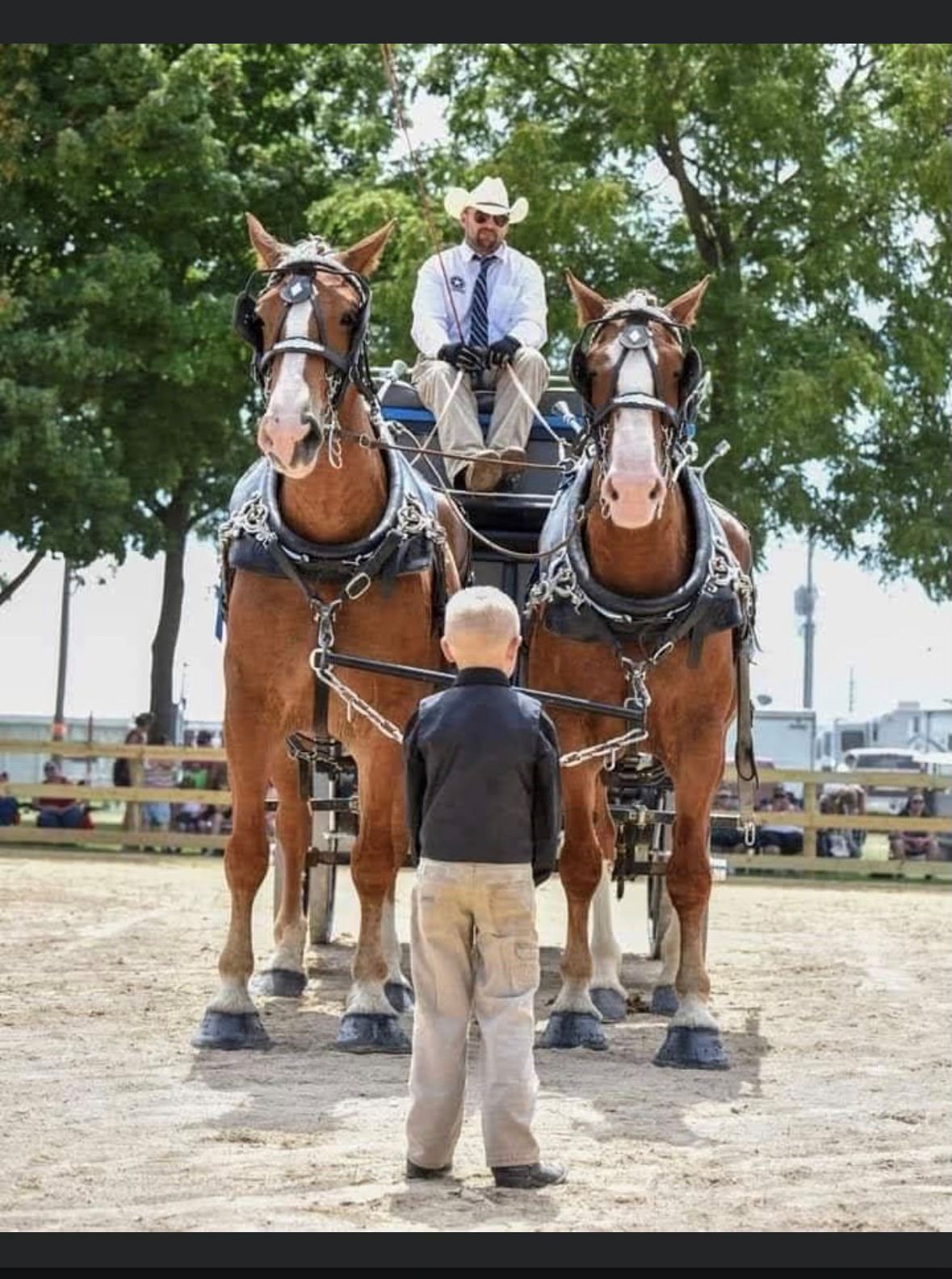 Draft Horse Shows