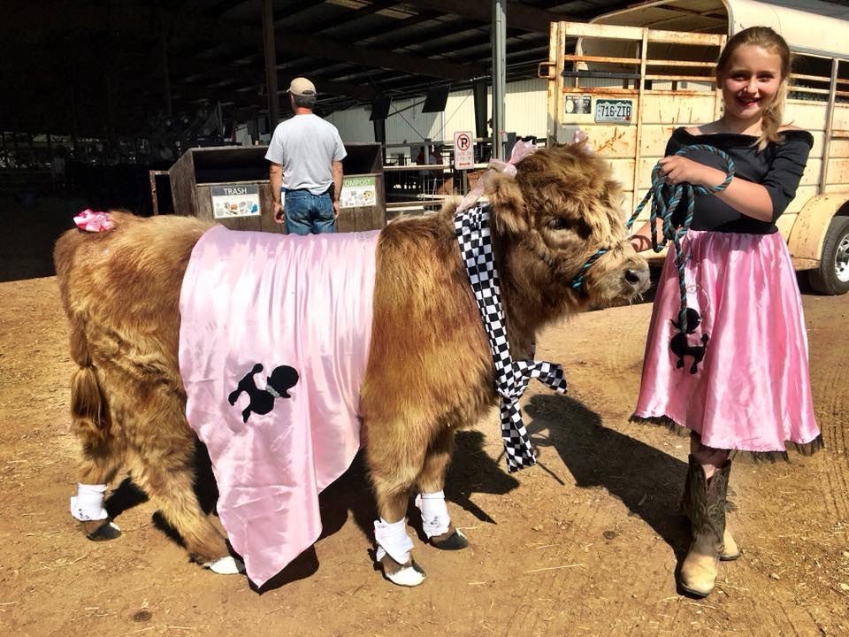 How Much Does A Scottish Highland Cow Weigh