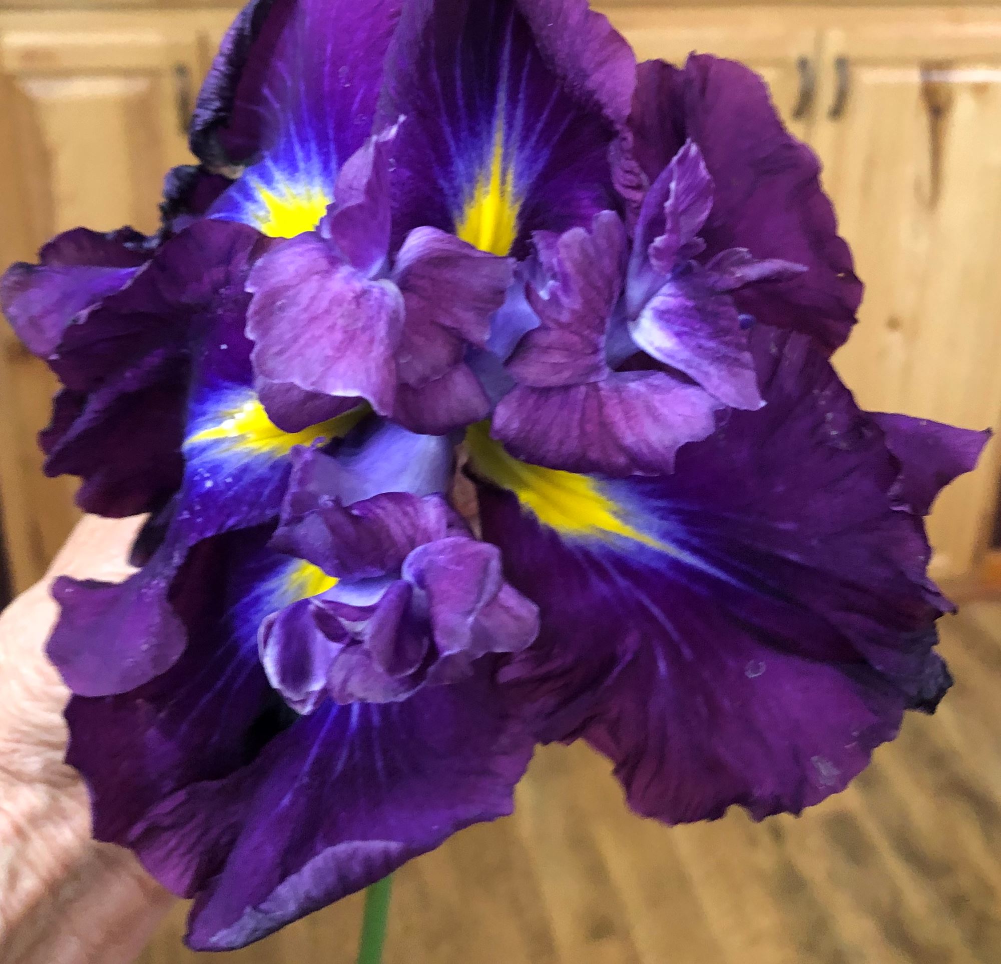 Cass County FairPillager