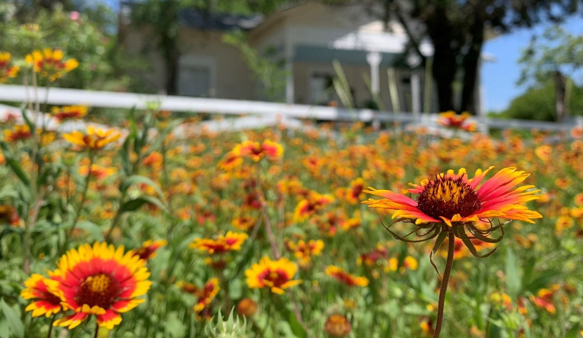 Hill Country Wildflower Identification Guide - 101 Highland Lakes