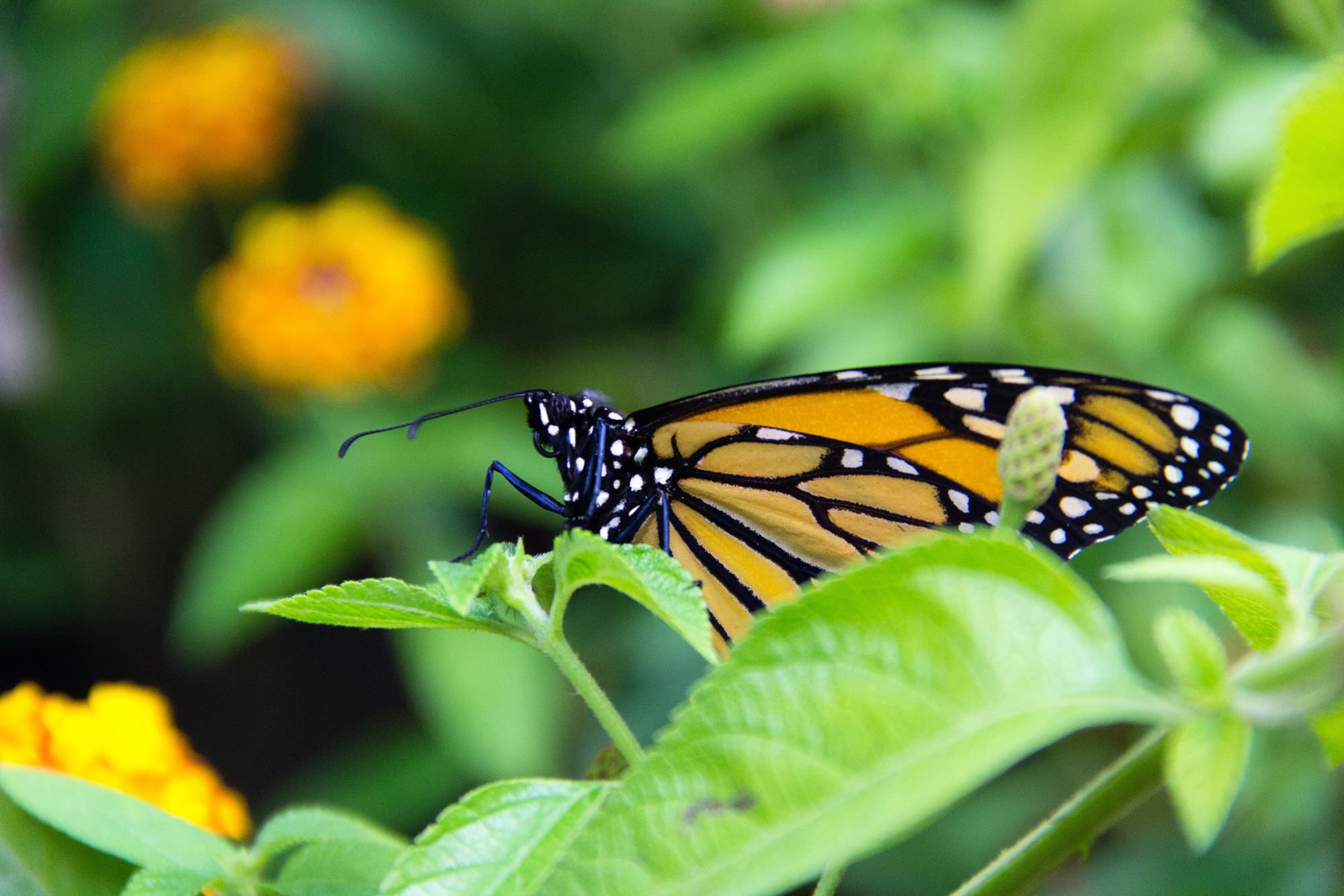 Butterfly Garden