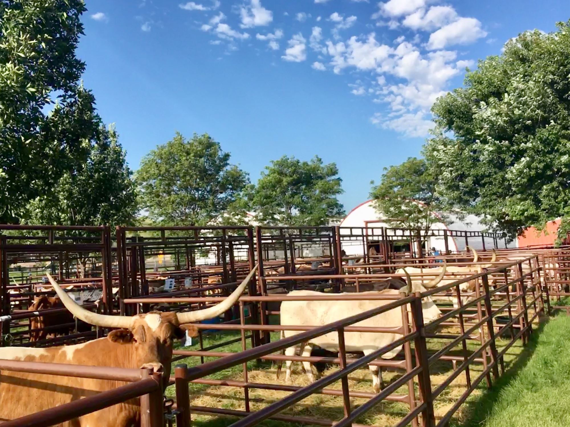 Central States World Qualifying Longhorn Show