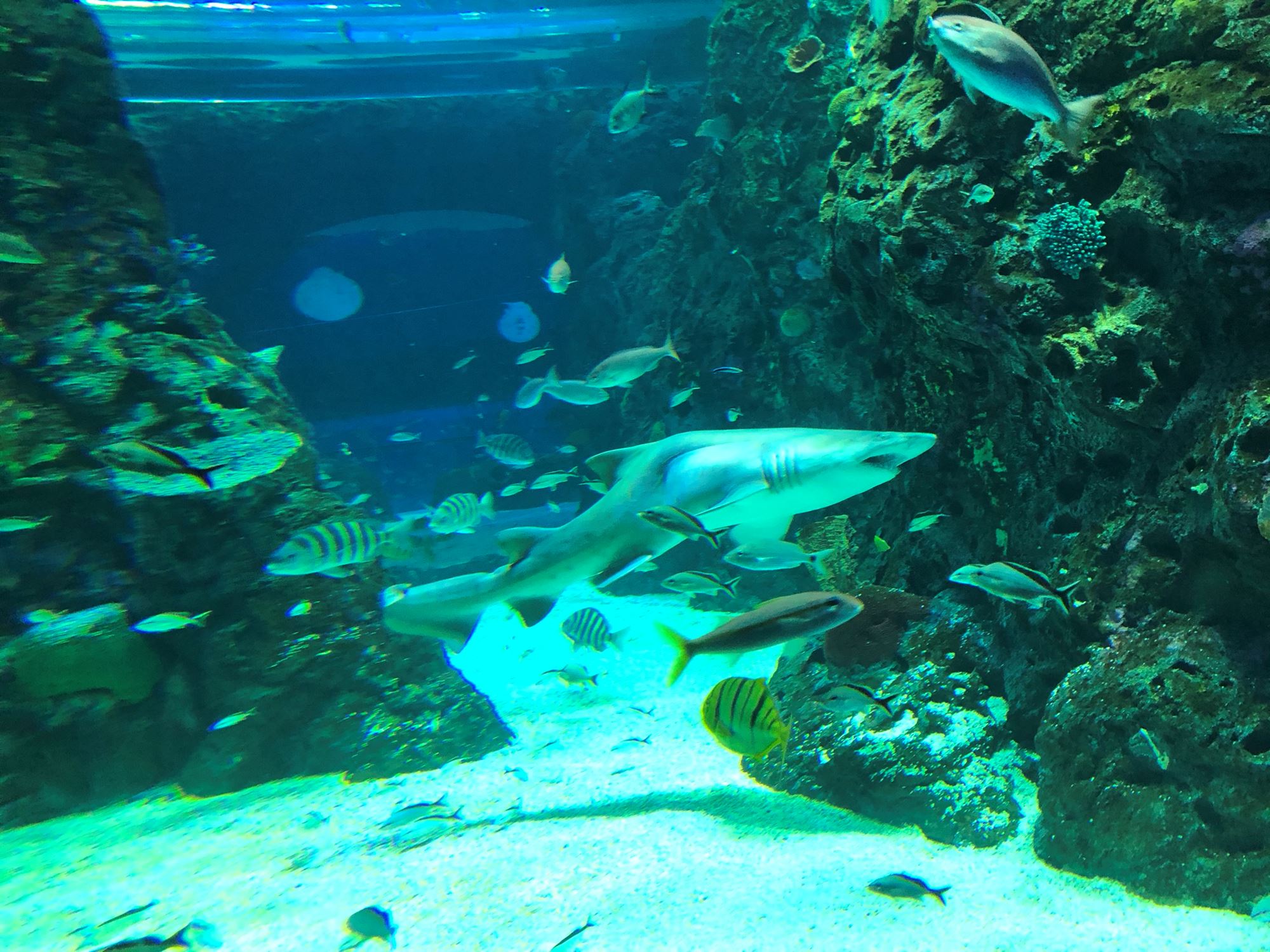 Stella's Story at Mississippi Aquarium