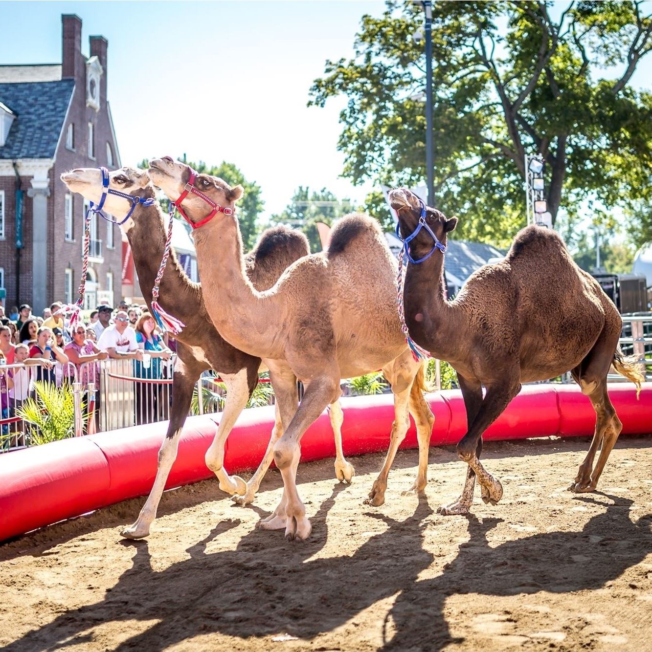 Camel Kingdom