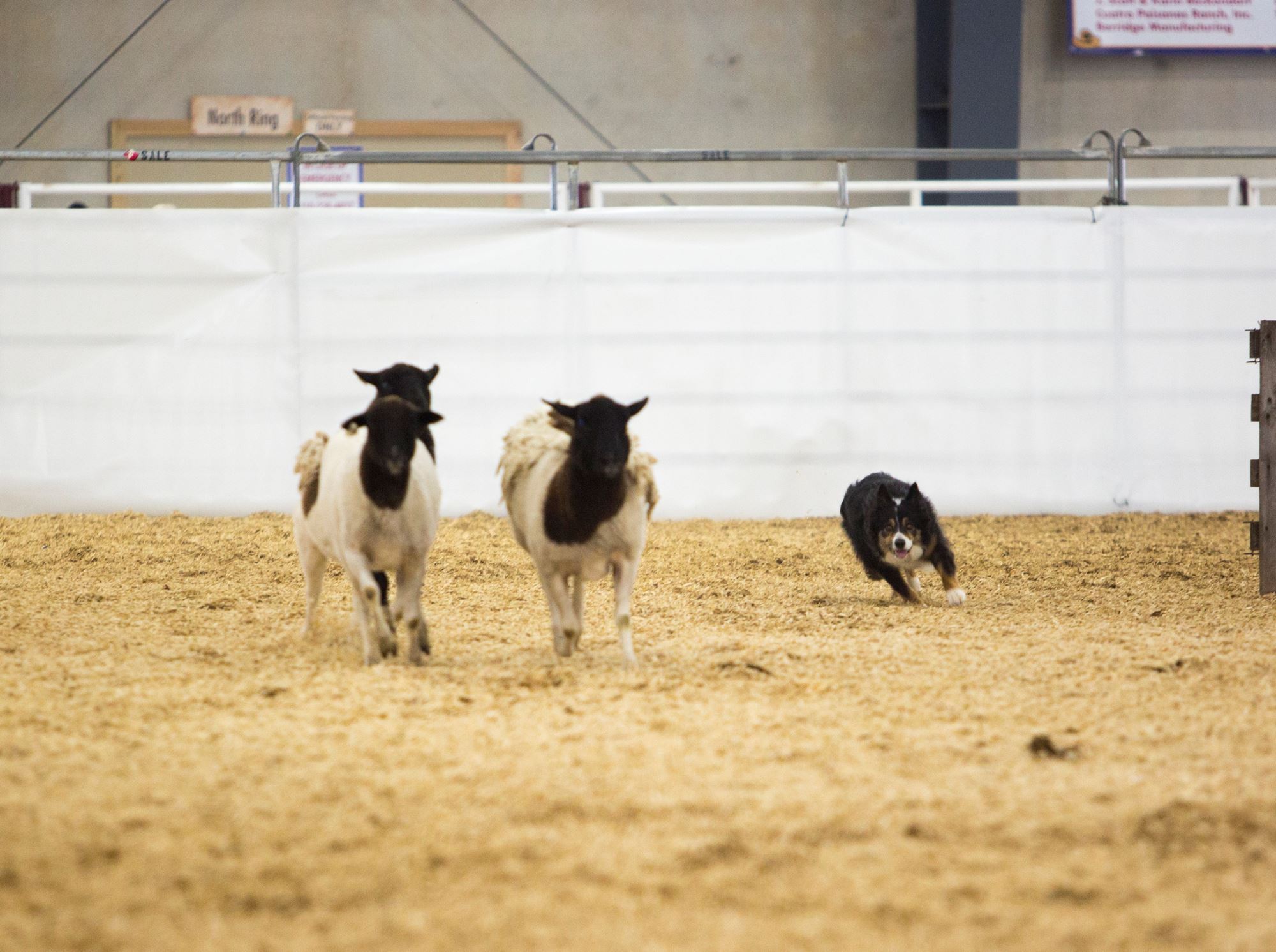 Sheep Dog Trials