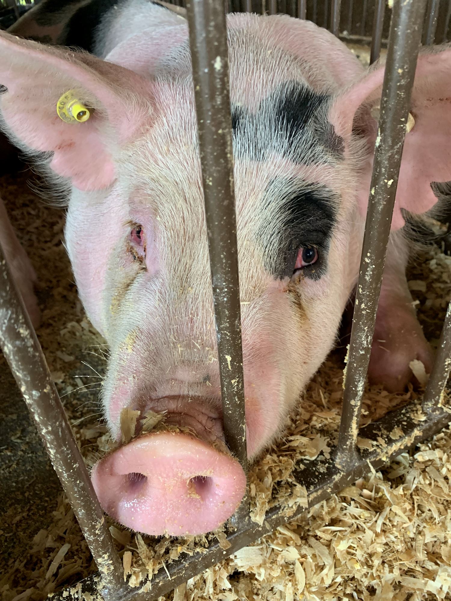 Hog Carcass on Hoof Judging