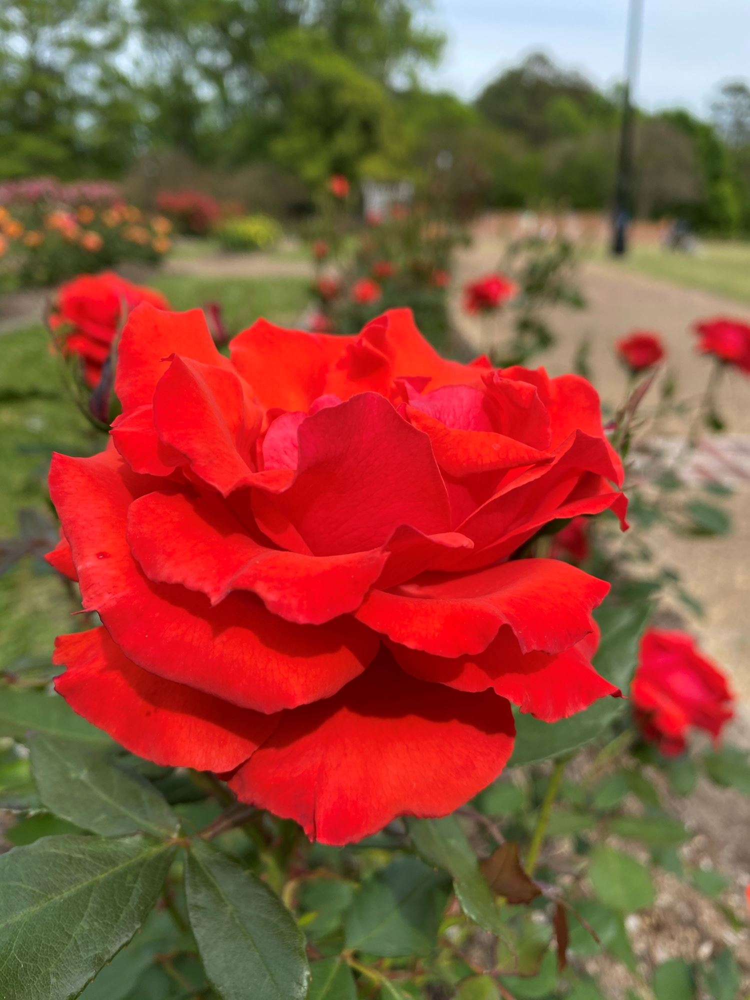 Tyler Municipal Rose Garden - Visit Tyler