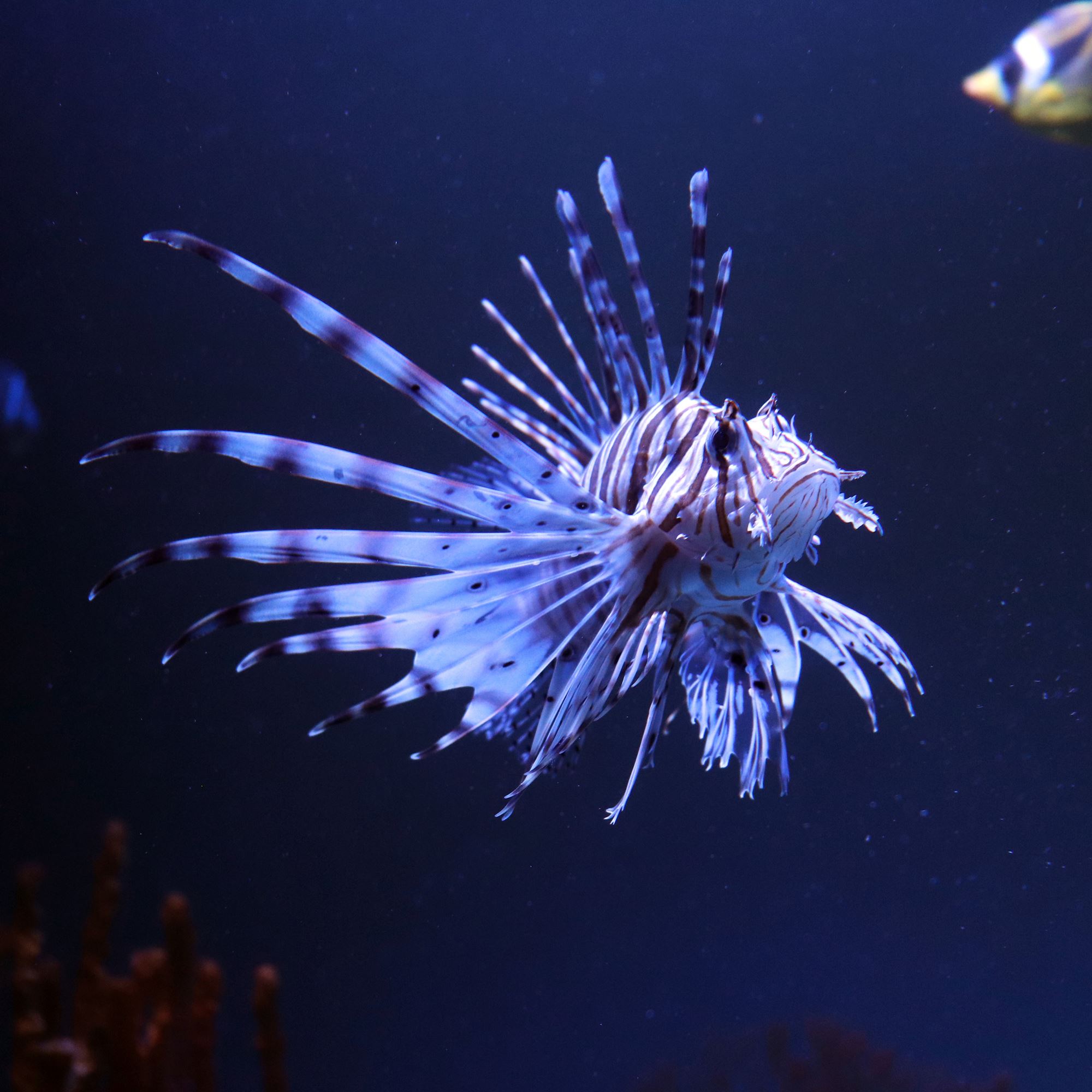 Animals at Mississippi Aquarium