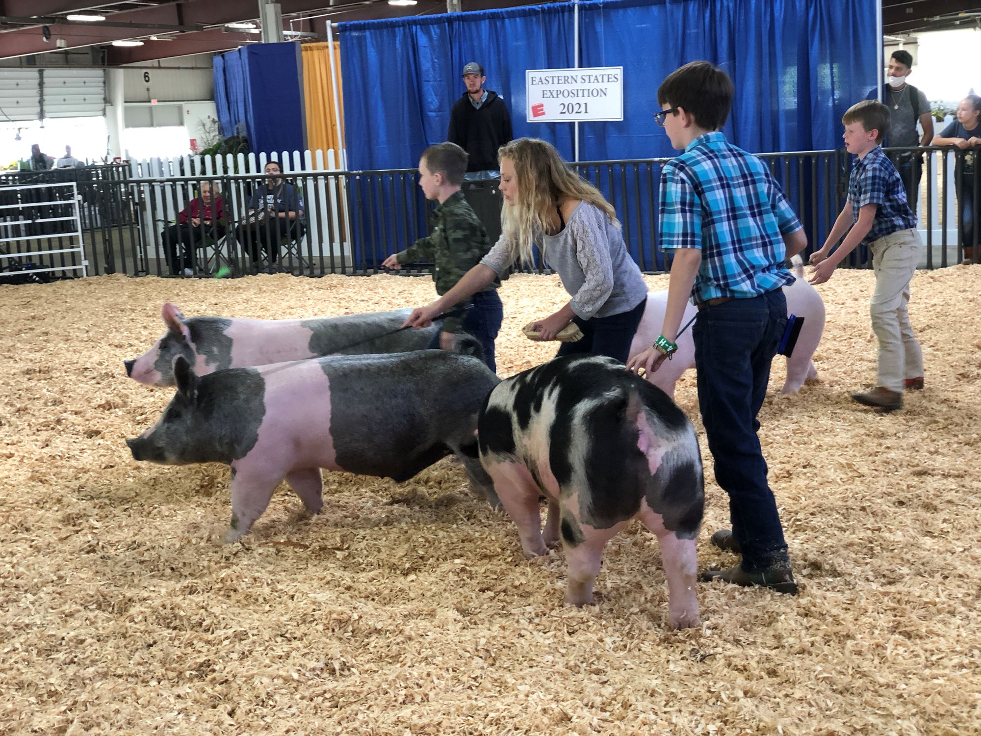 livestock