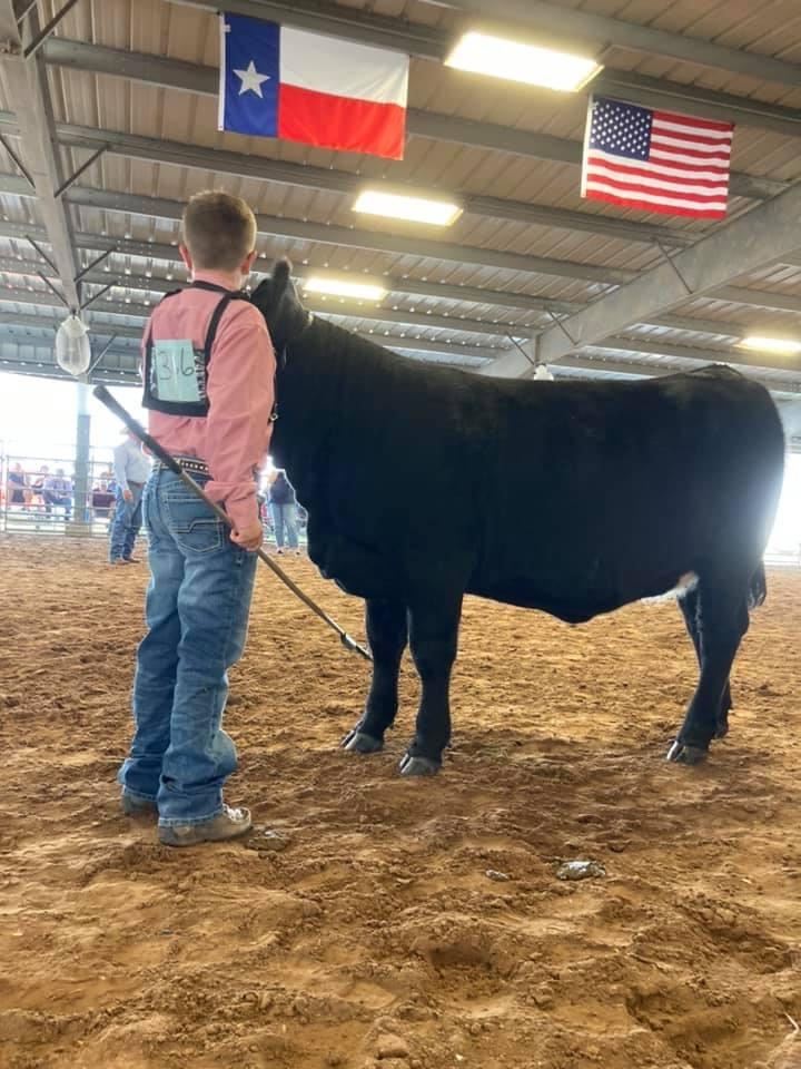 Commercial Heifer Show