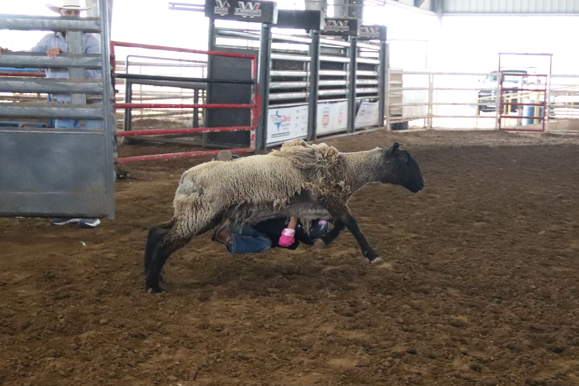 2024 Summer Series Mutton Bustin