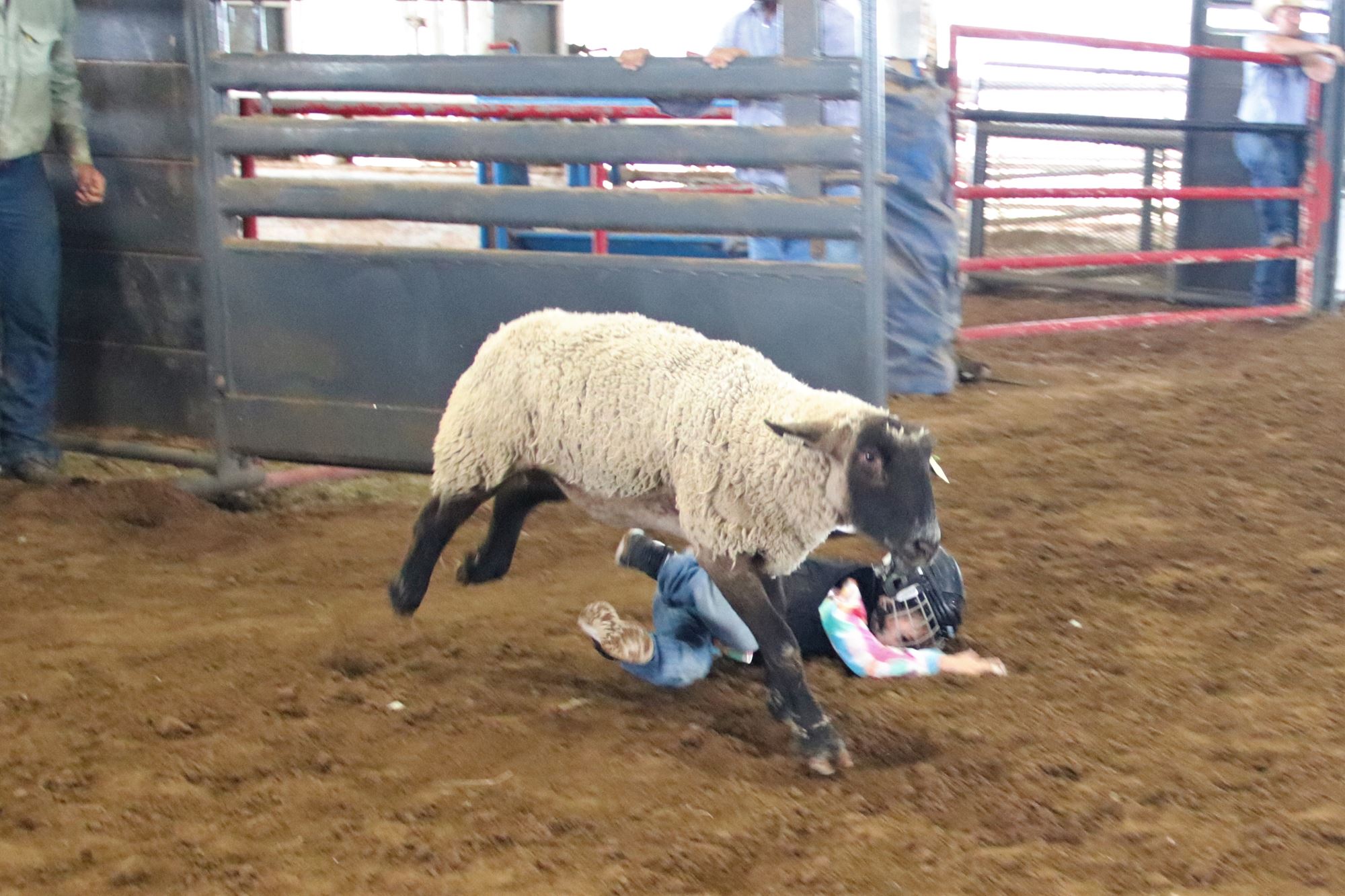 2024 Summer Series Mutton Bustin