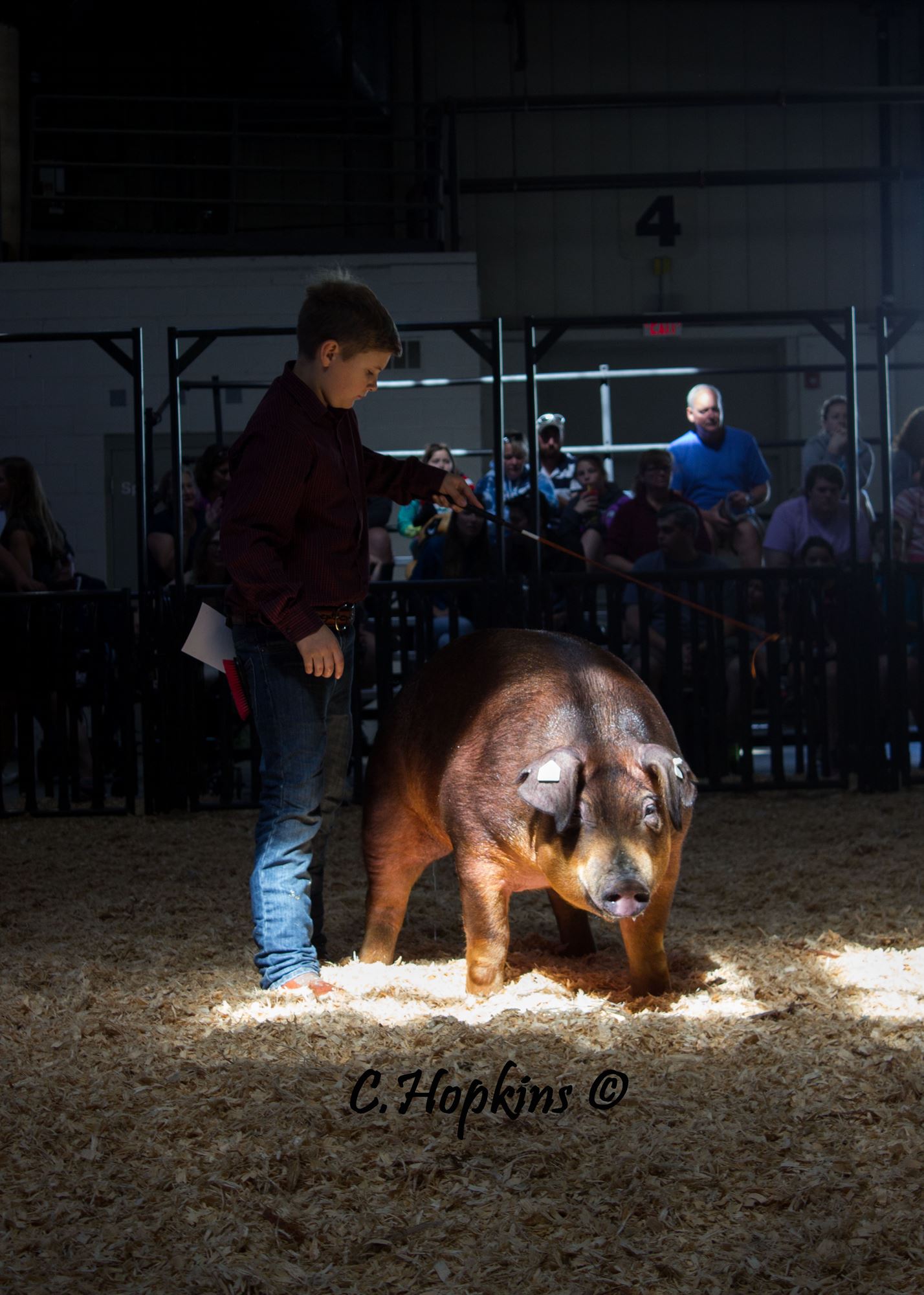 swine show shirts