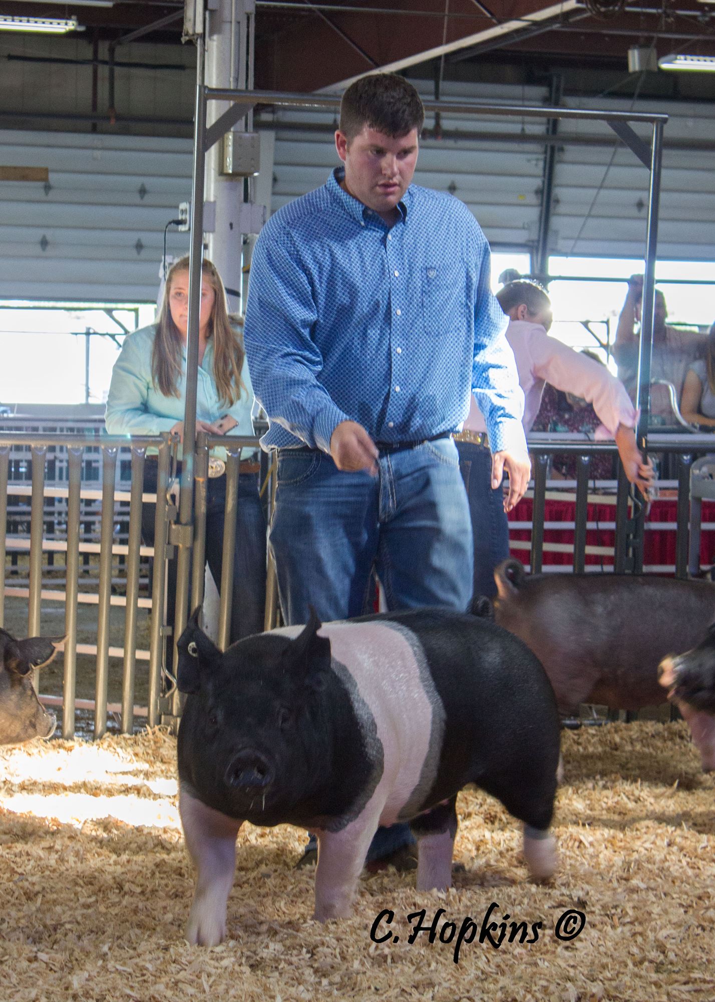 swine show shirts