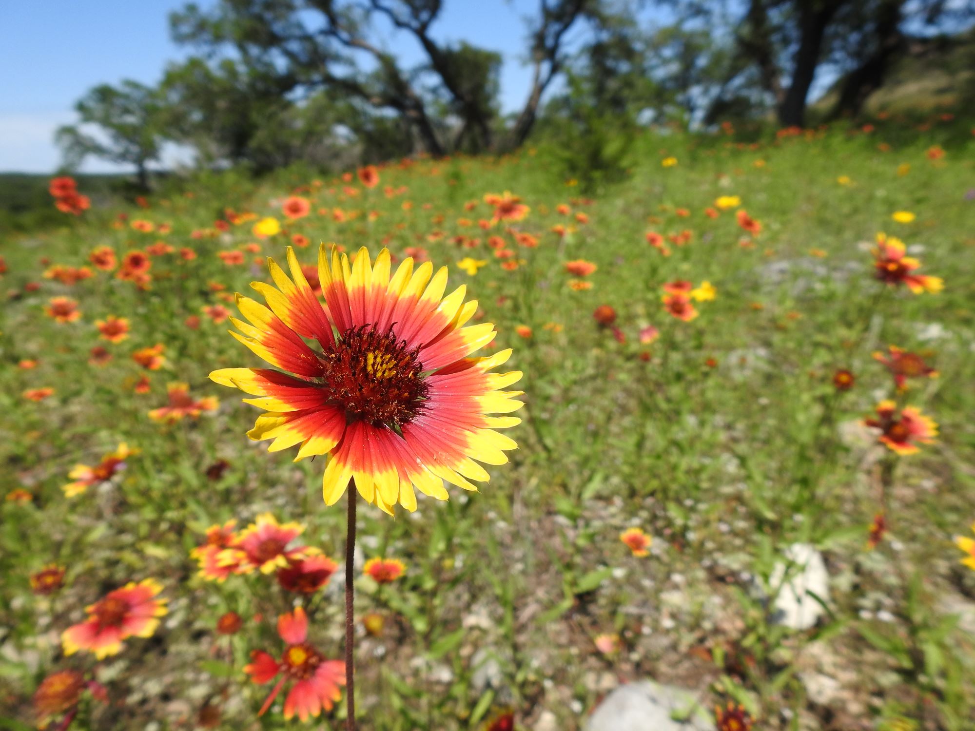 Discover the Best Wildflowers in the Texas Hill Country in Dripping