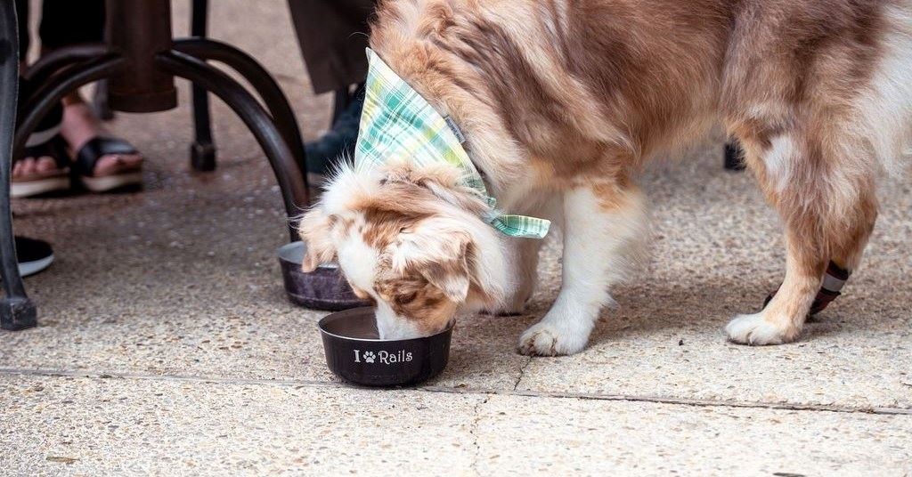 PetFriendly Guide to Kerrville, TX Kerrville CVB