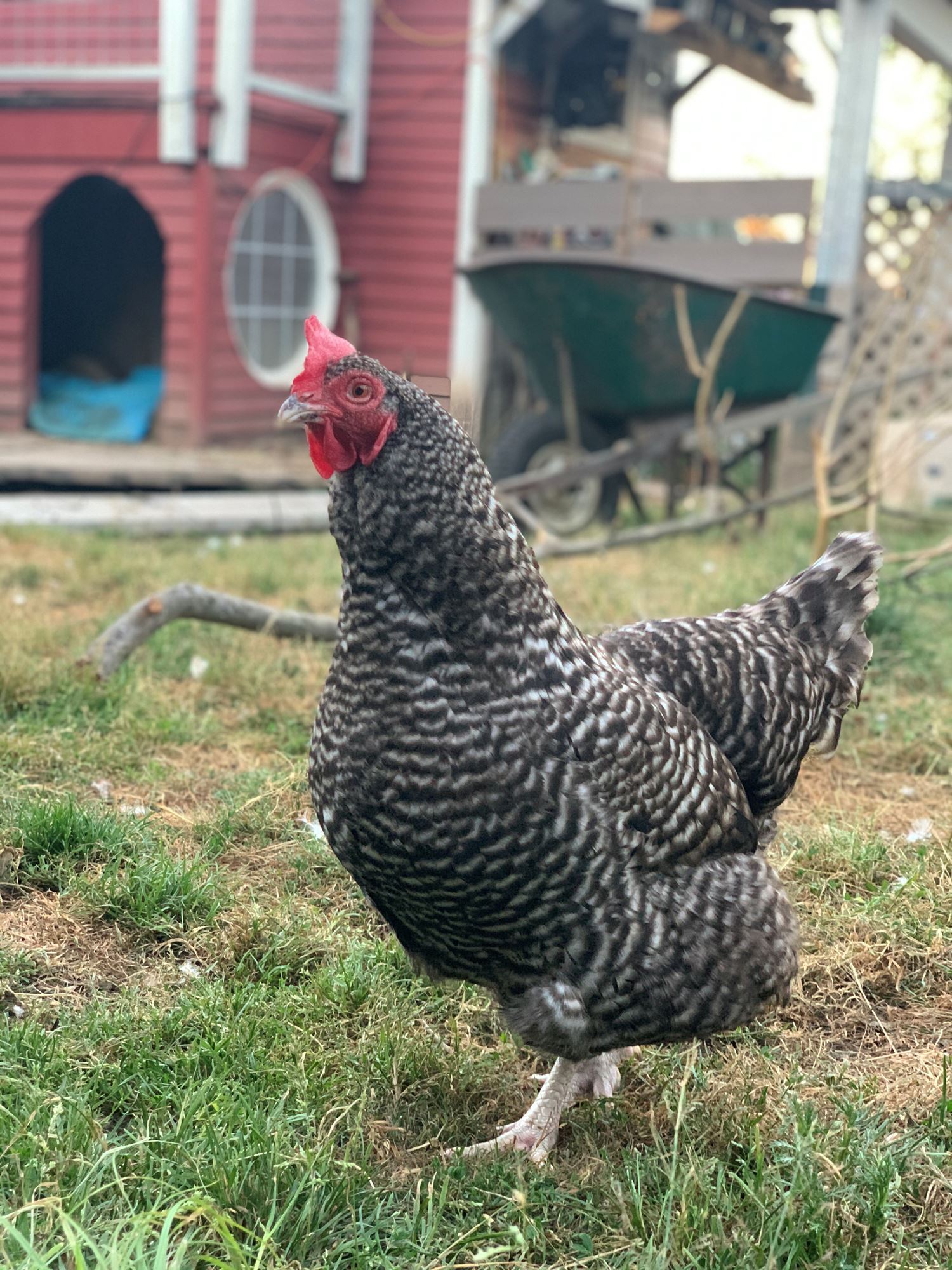 Livestock & Pets Entries