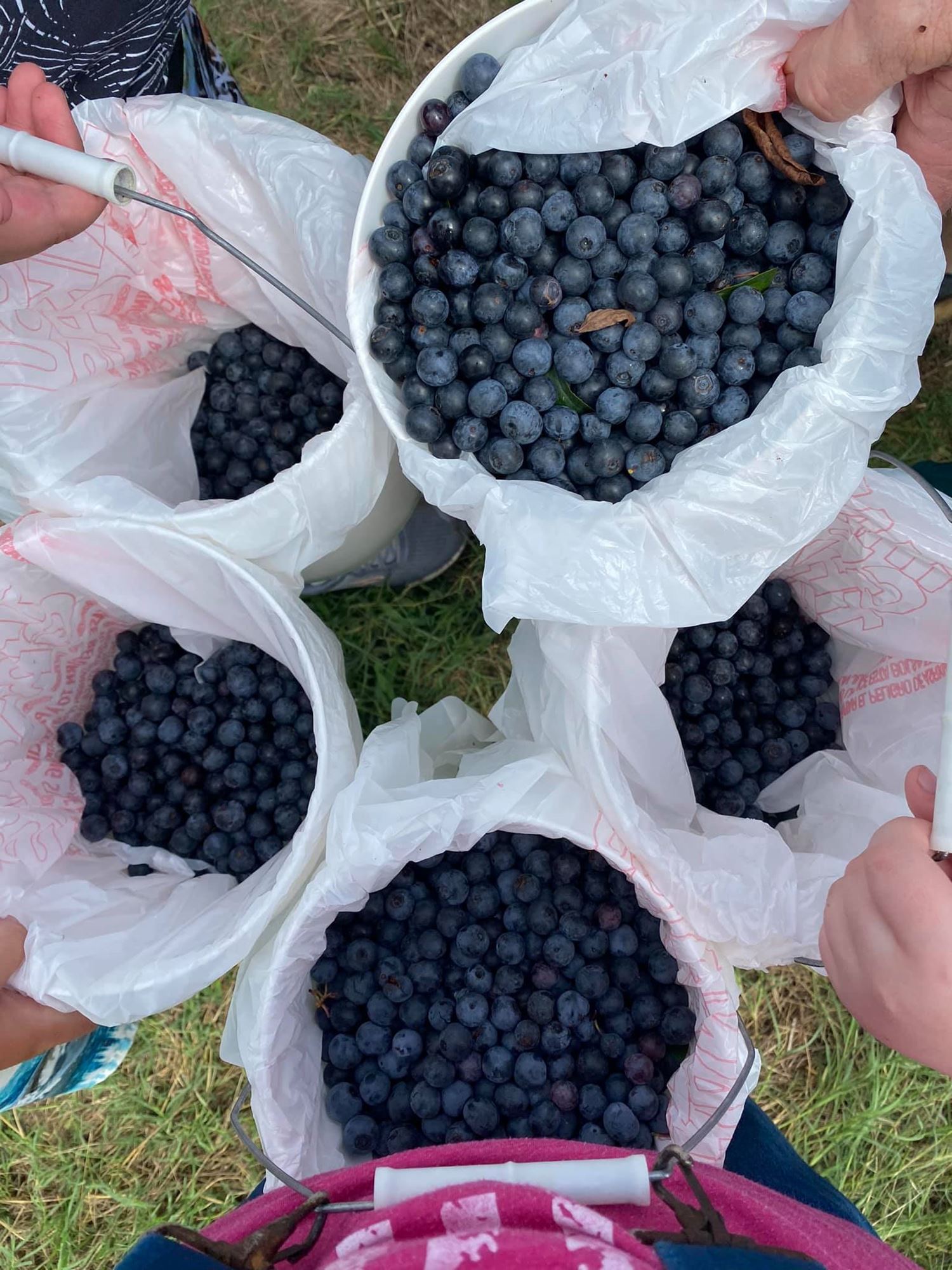 Lake Creek Blueberry Farm