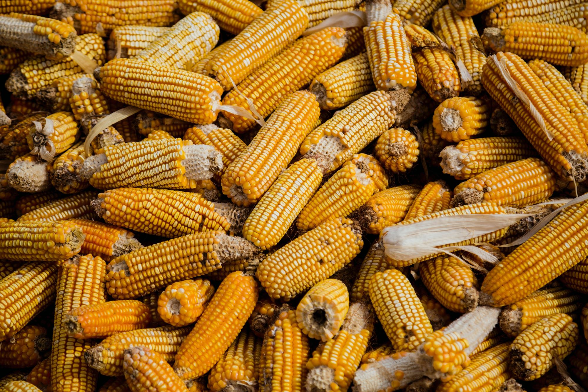 La Habra Corn Festival