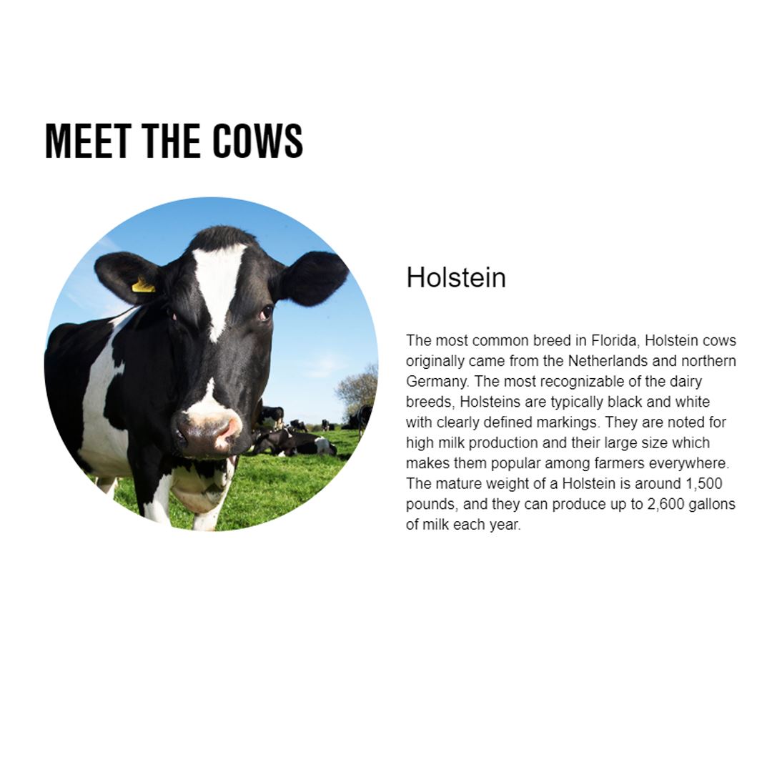 Meet the Cows of Florida Dairy Farmers