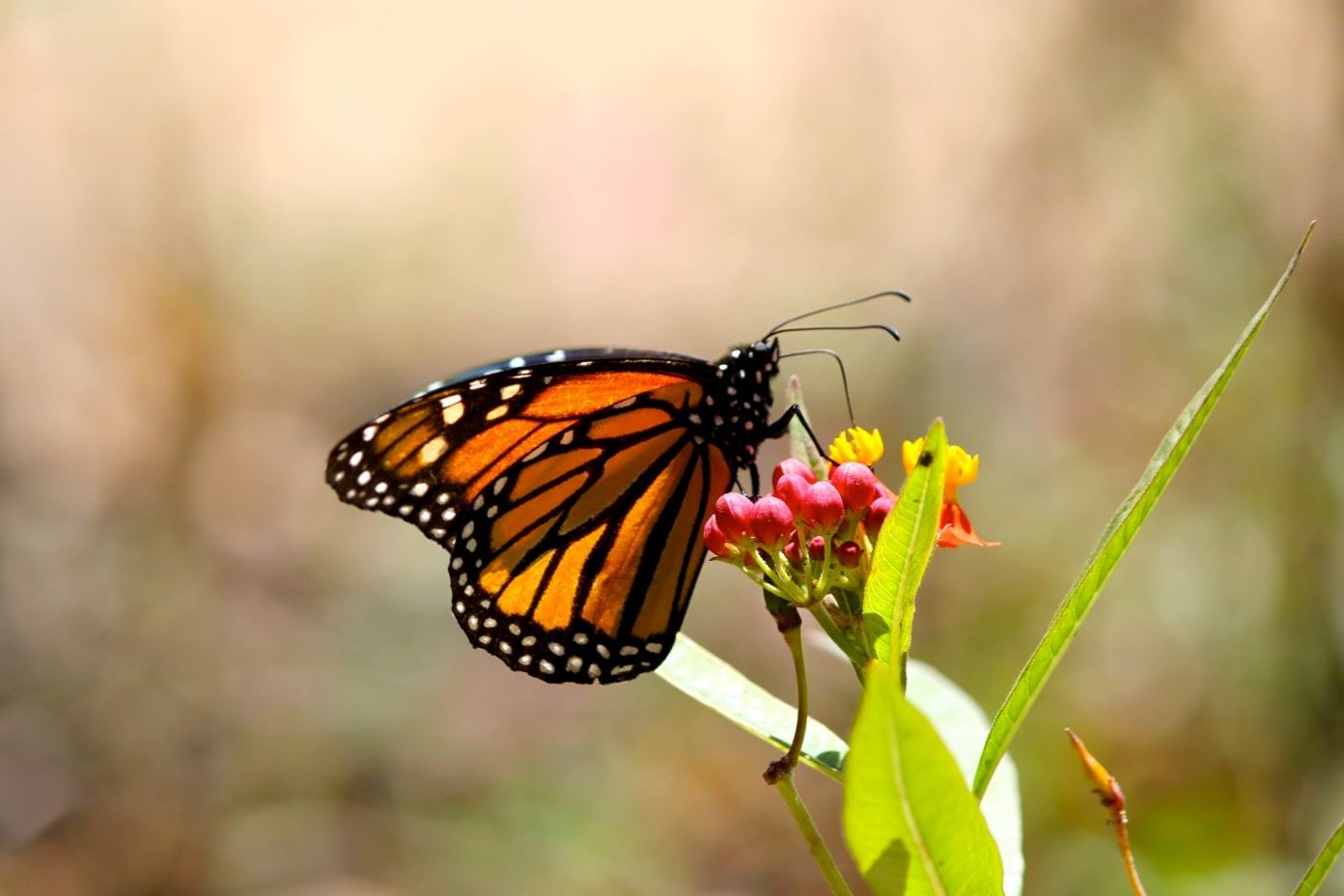 Festival of the Butterflies