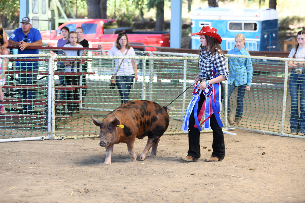King County Fair Junior Livestock Show