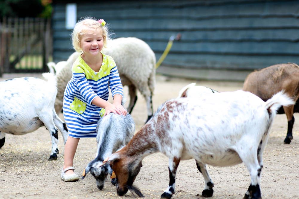 Petting Zoo