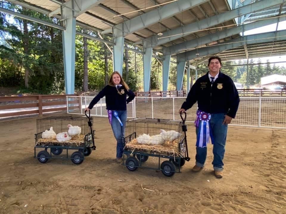 King County Fair Junior Livestock Show