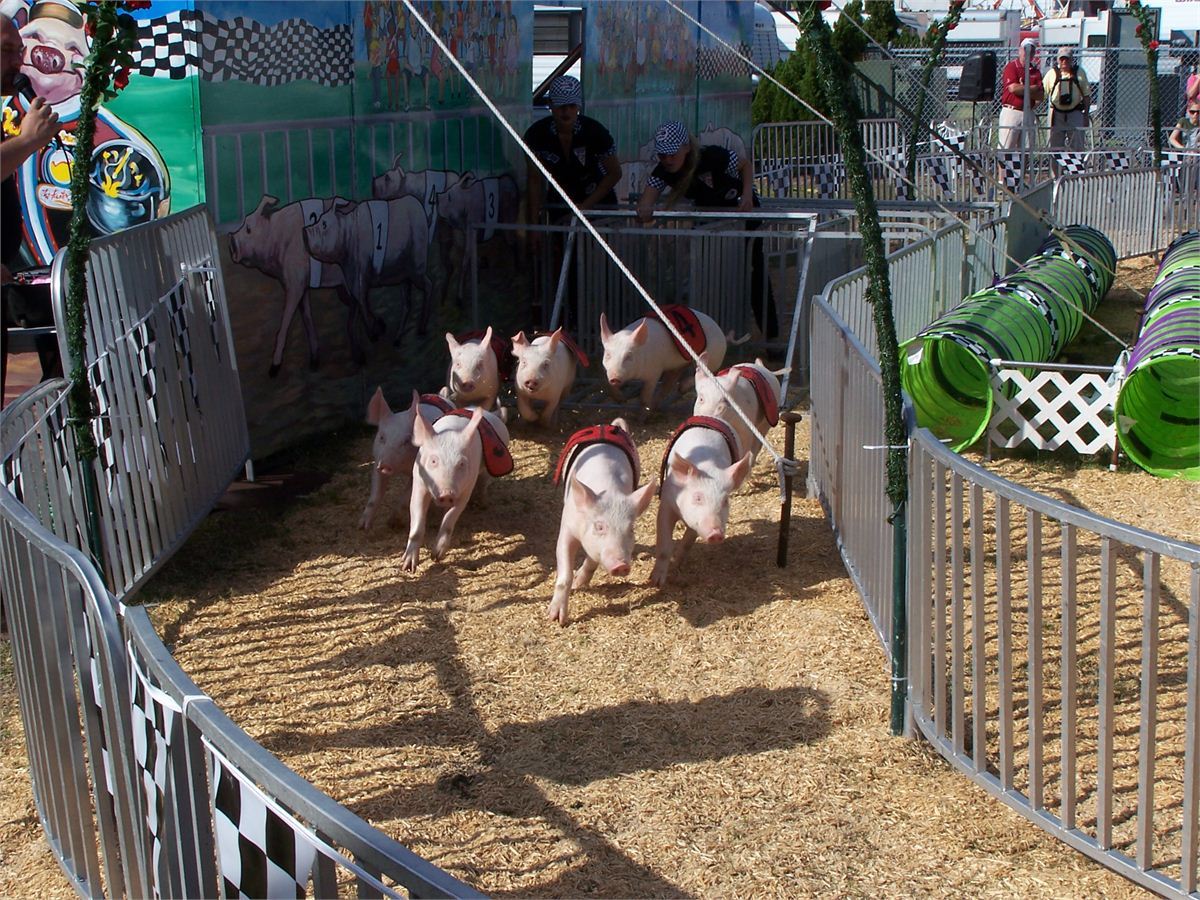 pigs racing