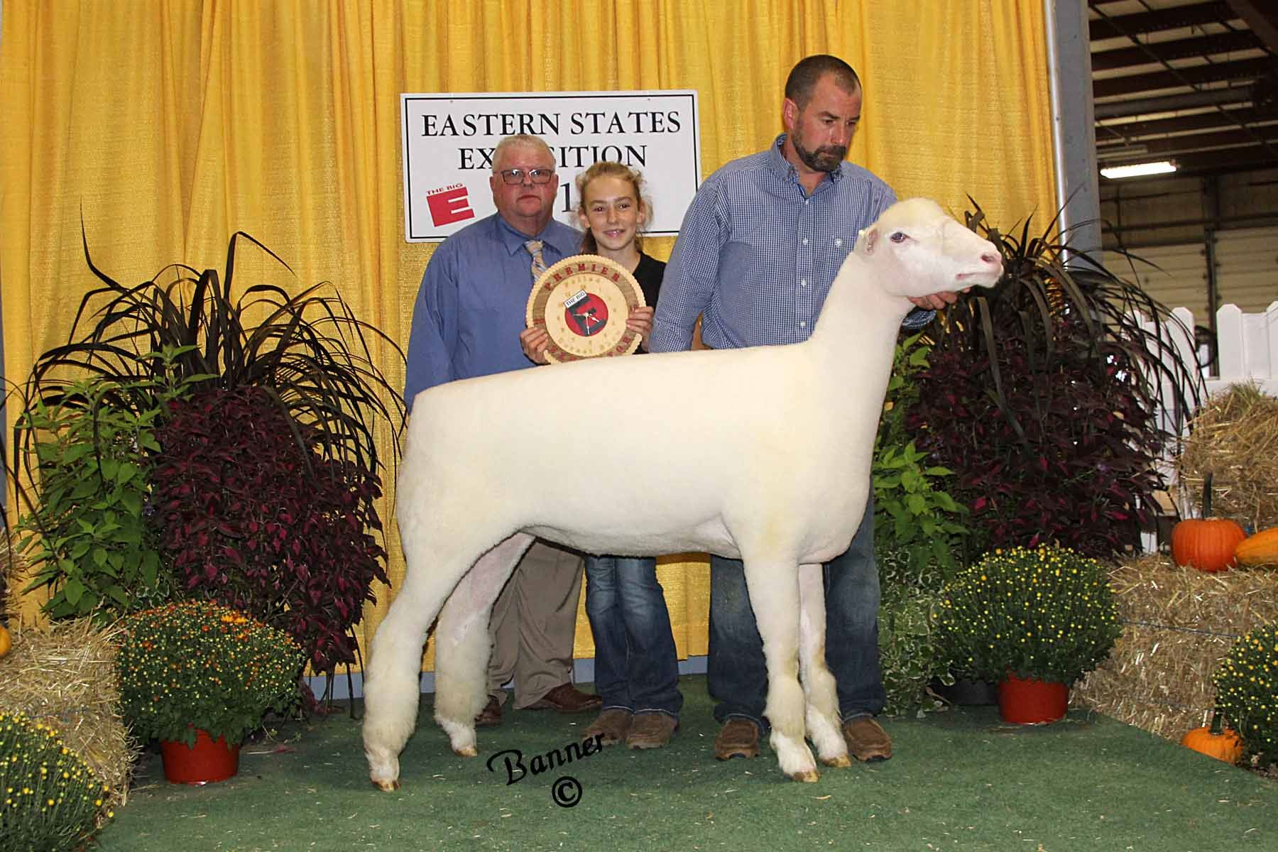 2019 Sheep Show Photos Week 1