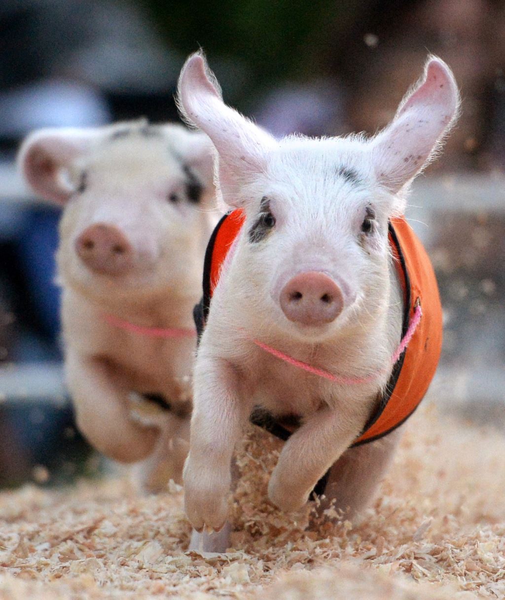 Robinson's Racing Pigs