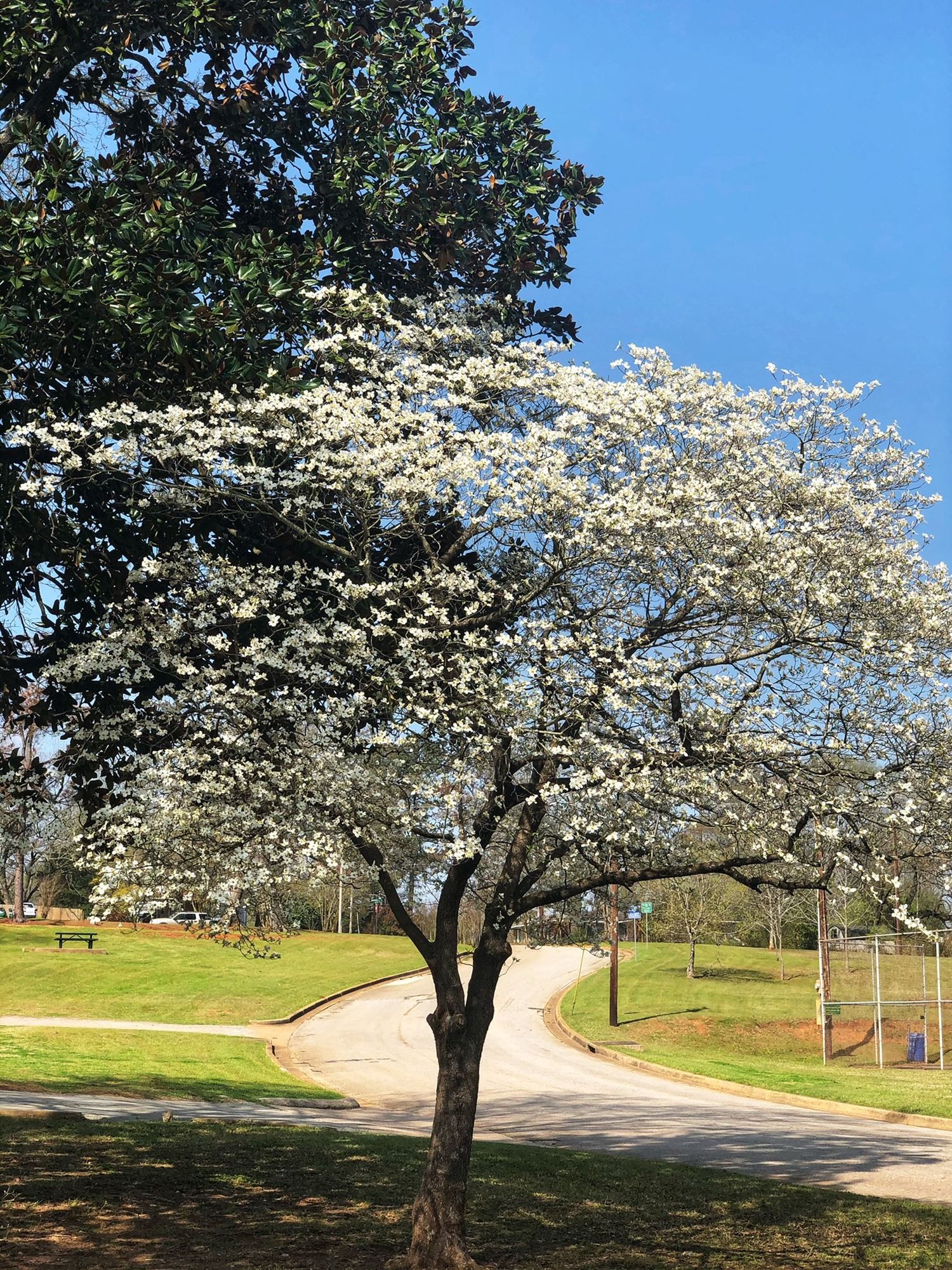 84th Texas Dogwood Trails Celebration March 18 April 3, 2022